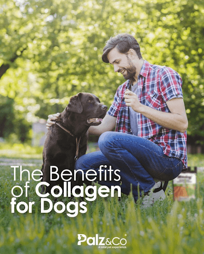 𝗧𝗵𝗲 𝗕𝗲𝗻𝗲𝗳𝗶𝘁𝘀 𝗼𝗳 𝗖𝗼𝗹𝗹𝗮𝗴𝗲𝗻 𝗳𝗼𝗿 𝗗𝗼𝗴𝘀: 𝙒𝙝𝙮 𝙄𝙩’𝙨 𝙀𝙨𝙨𝙚𝙣𝙩𝙞𝙖𝙡 𝙛𝙤𝙧 𝙅𝙤𝙞𝙣𝙩 𝙃𝙚𝙖𝙡𝙩𝙝 & 𝙖 𝙎𝙝𝙞𝙣𝙮 𝘾𝙤𝙖𝙩