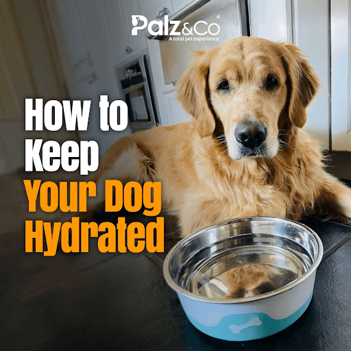 𝗛𝗼𝘄 𝘁𝗼 𝗞𝗲𝗲𝗽 𝗬𝗼𝘂𝗿 𝗗𝗼𝗴 𝗛𝘆𝗱𝗿𝗮𝘁𝗲𝗱 & 𝗣𝗿𝗲𝘃𝗲𝗻𝘁 𝗗𝗲𝗵𝘆𝗱𝗿𝗮𝘁𝗶𝗼𝗻 🐶💦