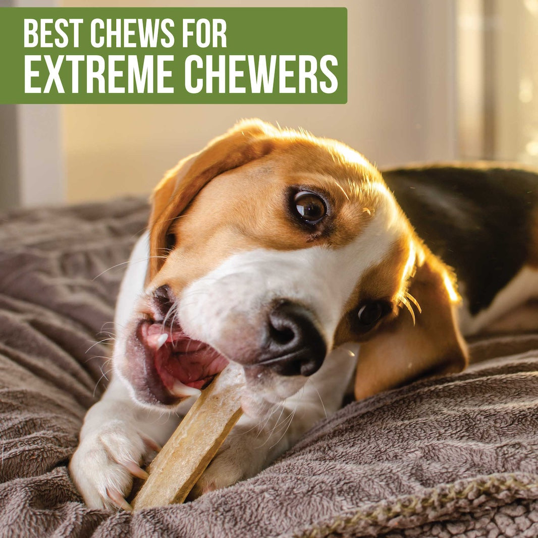 Best Chews for Extreme Chewers: Safe, Natural, and Healthy Options