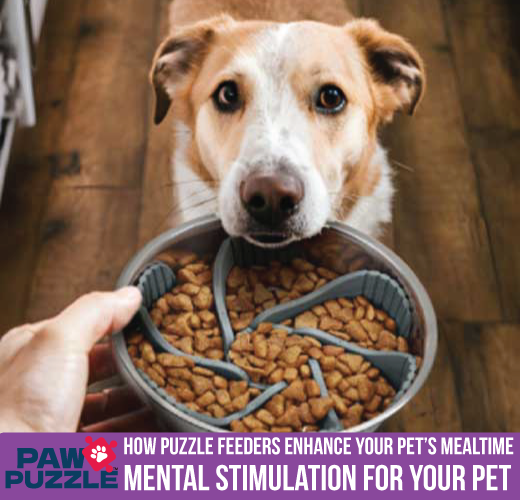 Mental Stimulation for Your Pet: How Puzzle Feeders Enhance Your Pet’s Mealtime
