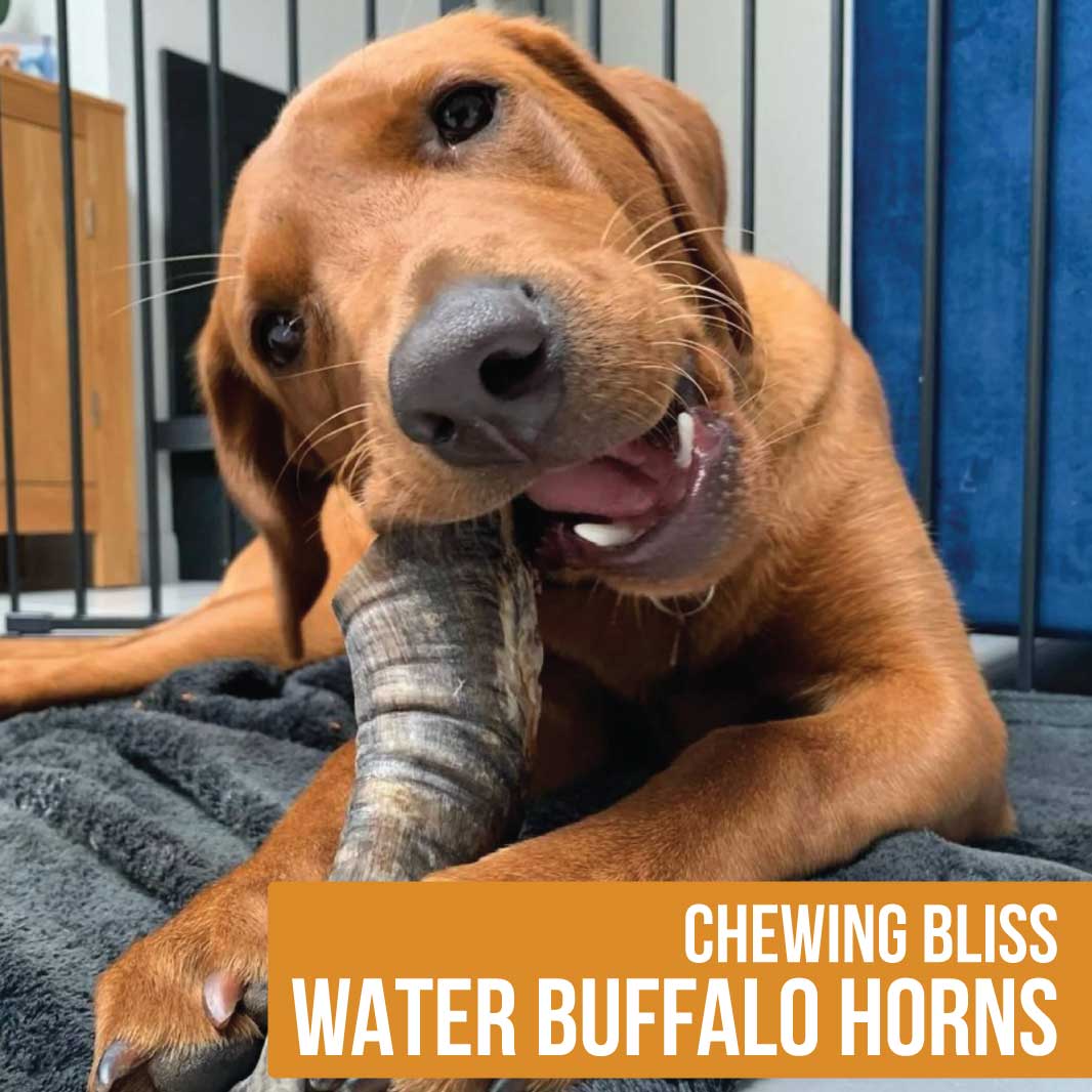 Chewing Bliss: Exploring the Benefits of Water Buffalo Horns for Dogs