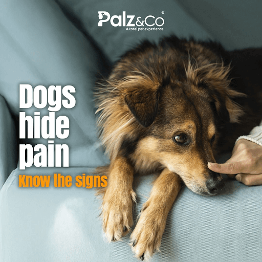 Is Your Dog in Pain!