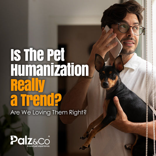 Pet Behavior Trends