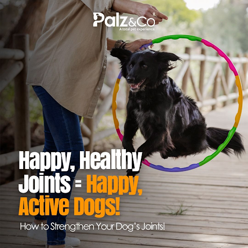 𝗛𝗼𝘄 𝘁𝗼 𝗦𝘁𝗿𝗲𝗻𝗴𝘁𝗵𝗲𝗻 𝗬𝗼𝘂𝗿 𝗗𝗼𝗴’𝘀 𝗝𝗼𝗶𝗻𝘁𝘀