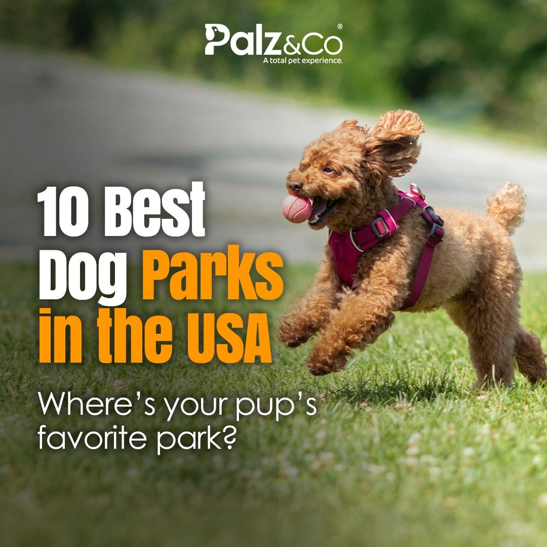 𝟭𝟬 𝗕𝗲𝘀𝘁 𝗗𝗼𝗴 𝗣𝗮𝗿𝗸𝘀 𝗶𝗻 𝘁𝗵𝗲 𝗨𝗦𝗔 – 𝗧𝗼𝗽-𝗿𝗮𝘁𝗲𝗱 𝘀𝗽𝗼𝘁𝘀 𝗳𝗼𝗿 𝘆𝗼𝘂𝗿 𝗽𝘂𝗽 𝘁𝗼 𝗿𝘂𝗻, 𝗽𝗹𝗮𝘆, 𝗮𝗻𝗱 𝘀𝗼𝗰𝗶𝗮𝗹𝗶𝘇𝗲