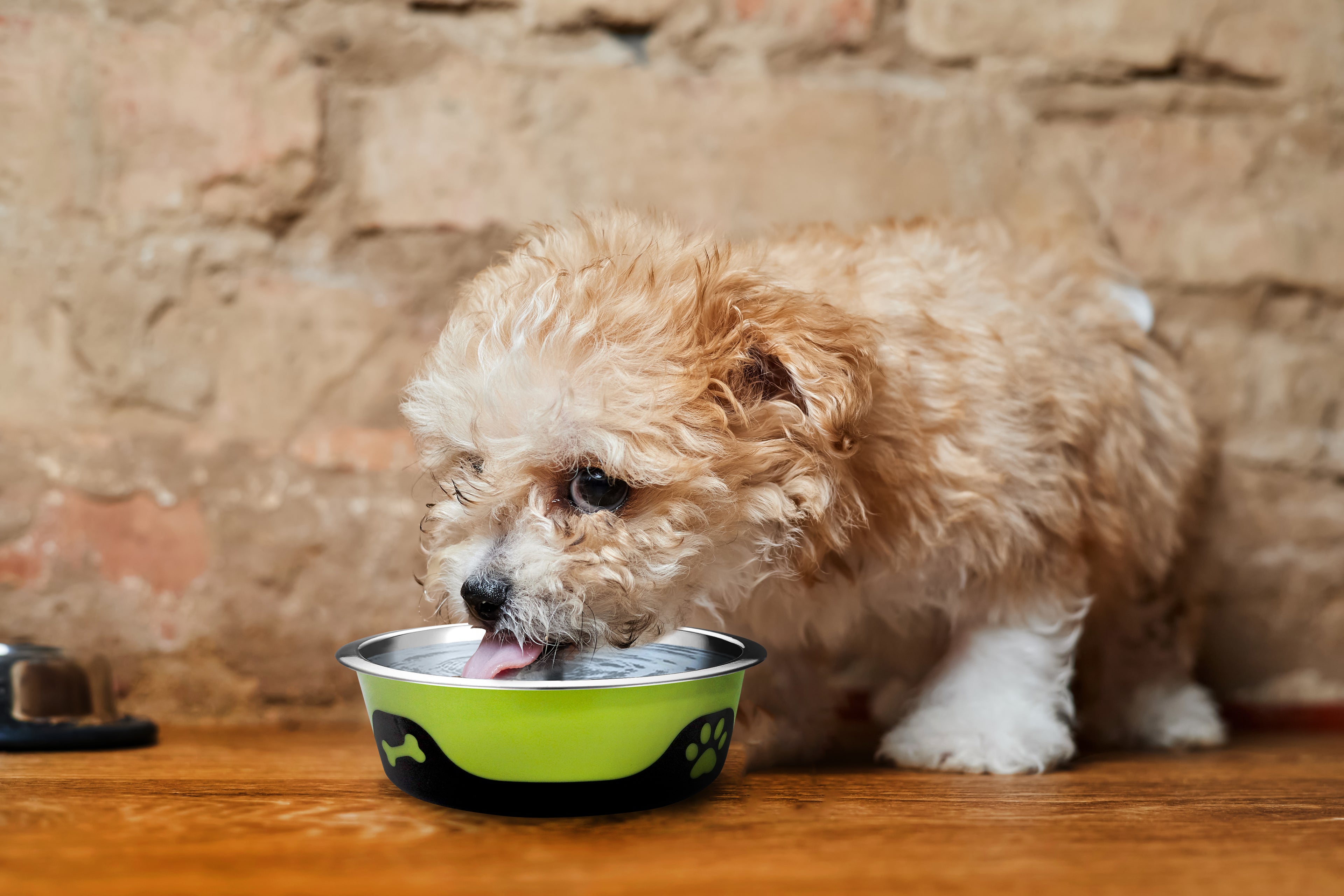 Thermocool Insulated Pet Bowls, No-Skid Base (Green)
