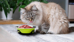 Thermocool Insulated Pet Bowls, No-Skid Base (Green)