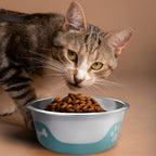 Thermocool Insulated Pet Bowls, No-Skid Base (Light Blue)