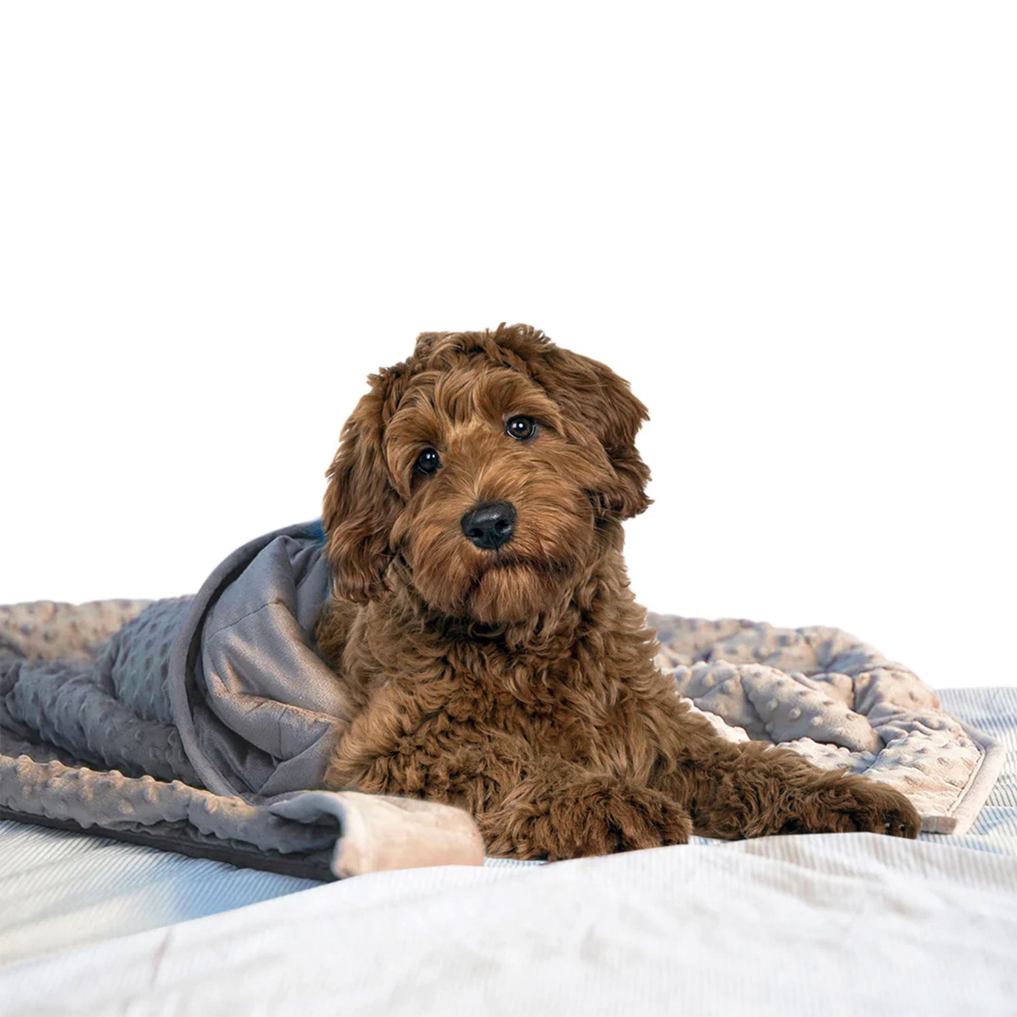 Weighted Comfort Pet Blanket 24 x 32", 3 lbs. Secondary image
