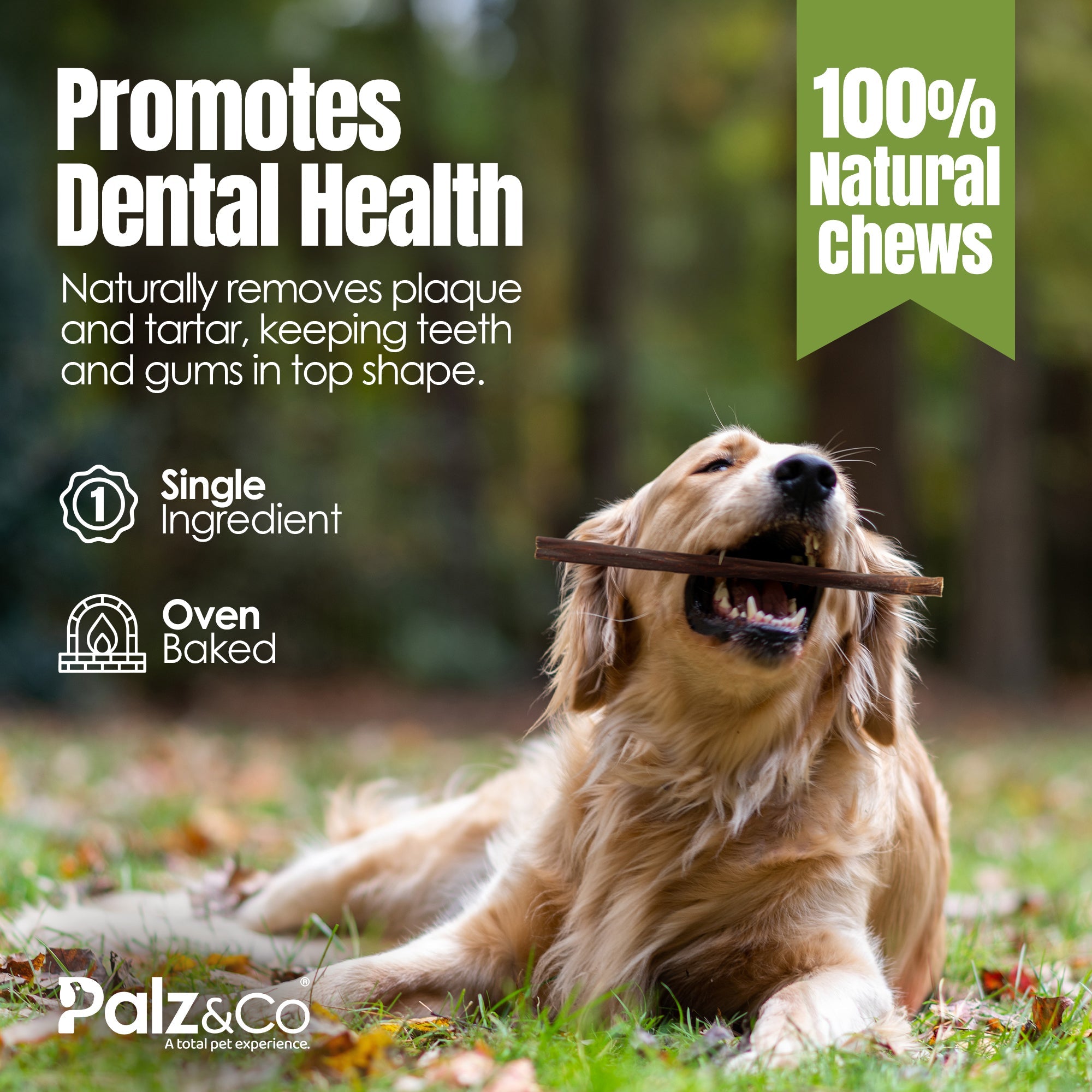 Moodog Beef Gullet Sticks 6-12" - Pack of 25