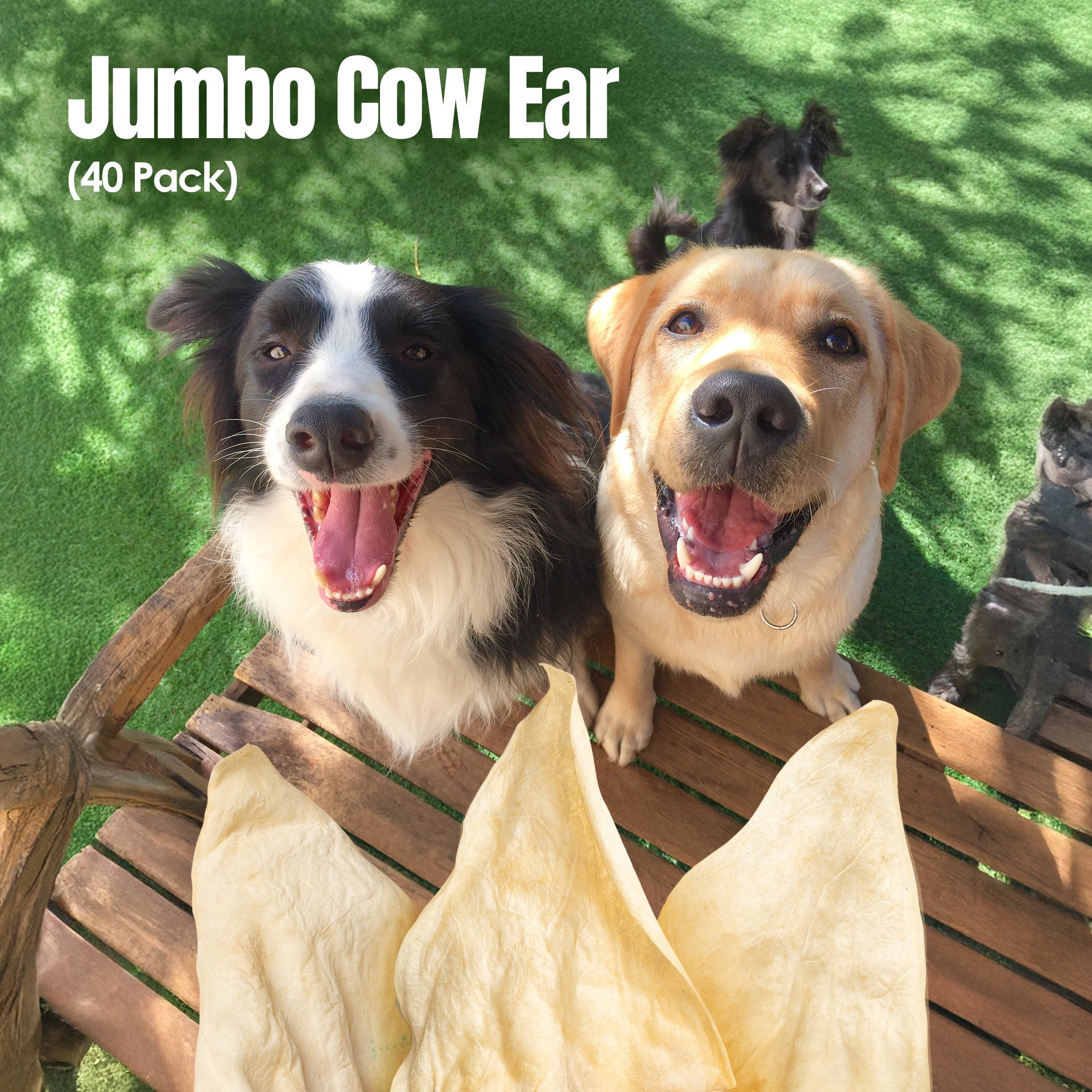 Moodog Beef Jumbo Cow Ears - Pack of 40
