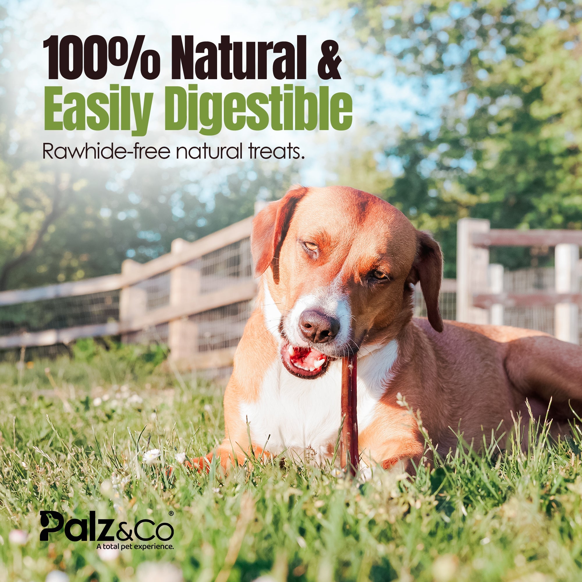 Moodog Beef Cane Bully Stick - Mega 35"