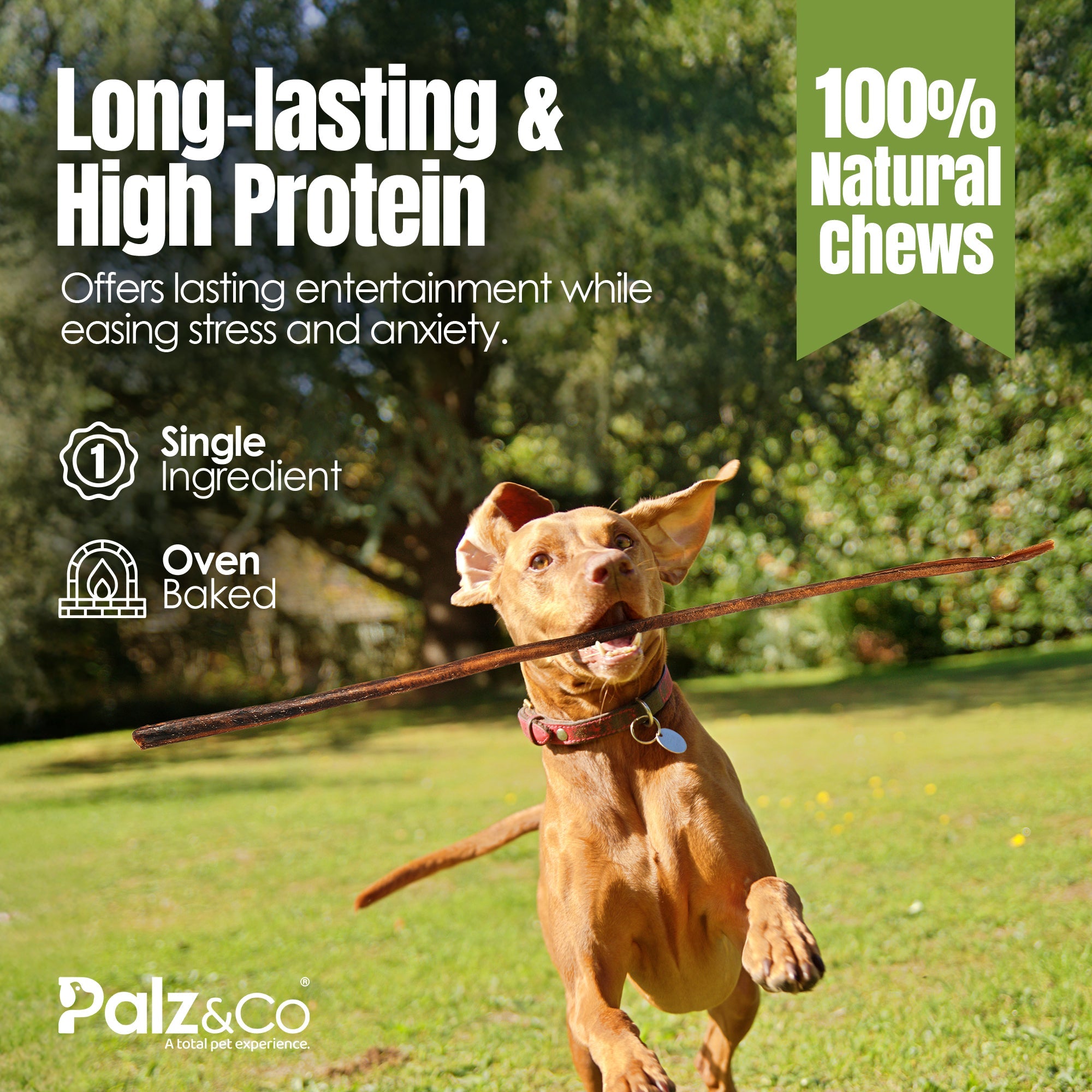 Moodog Beef Cane Bully Stick - Mega 35"