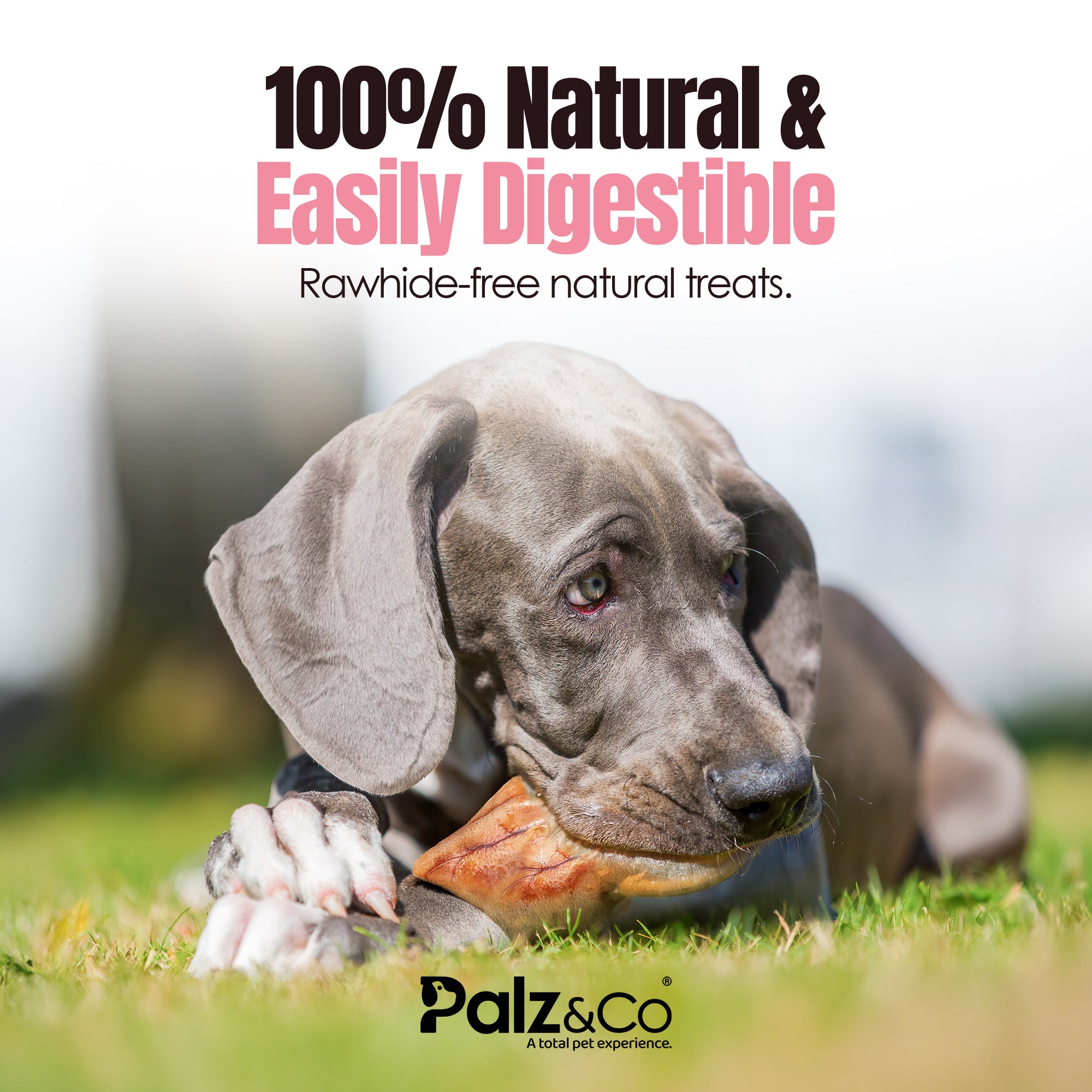 Dog chewing on a treat with text about natural and easily digestible treats, and the brand 'Palz & Co'.