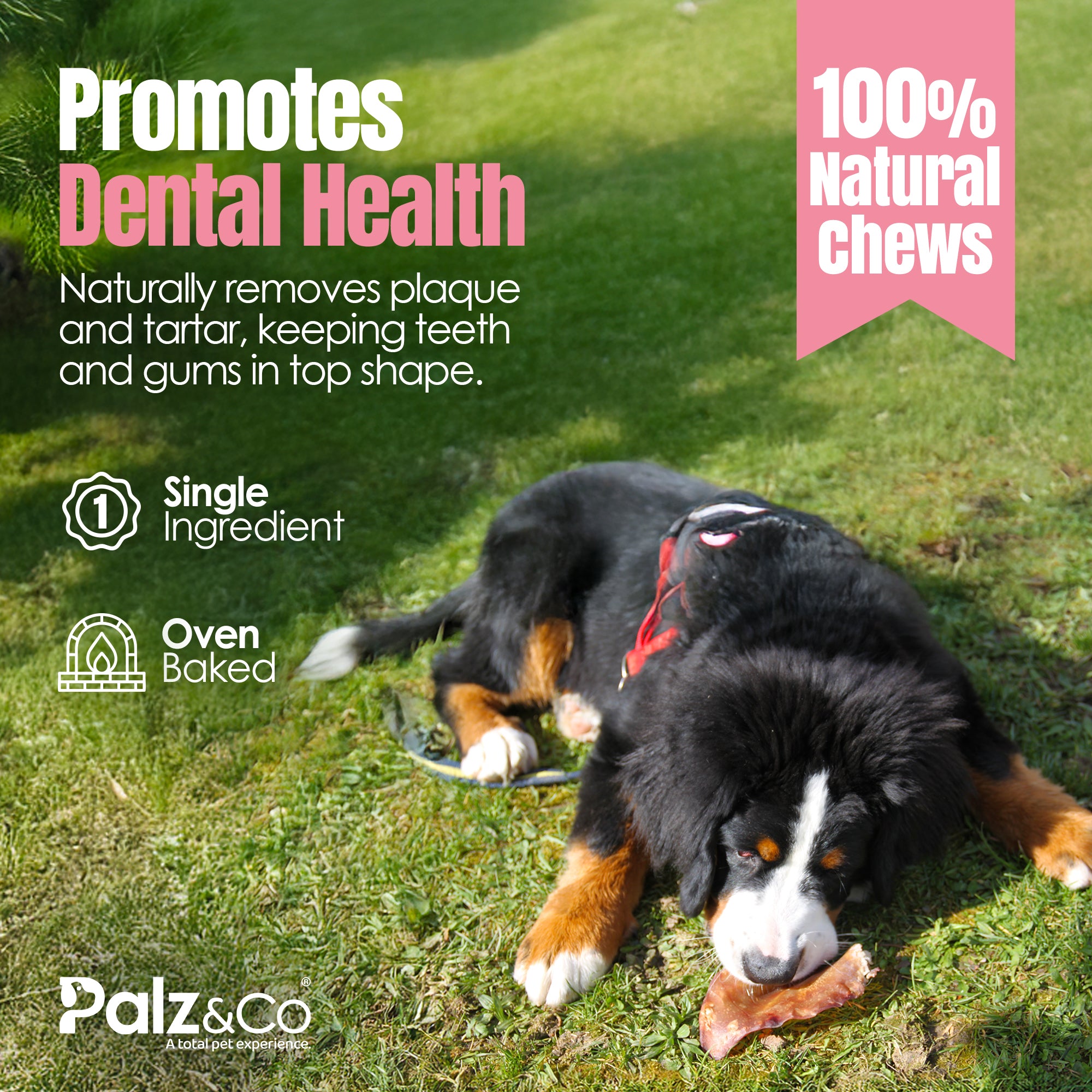 Dog lying on grass with a bone, promoting dental health and natural chews.