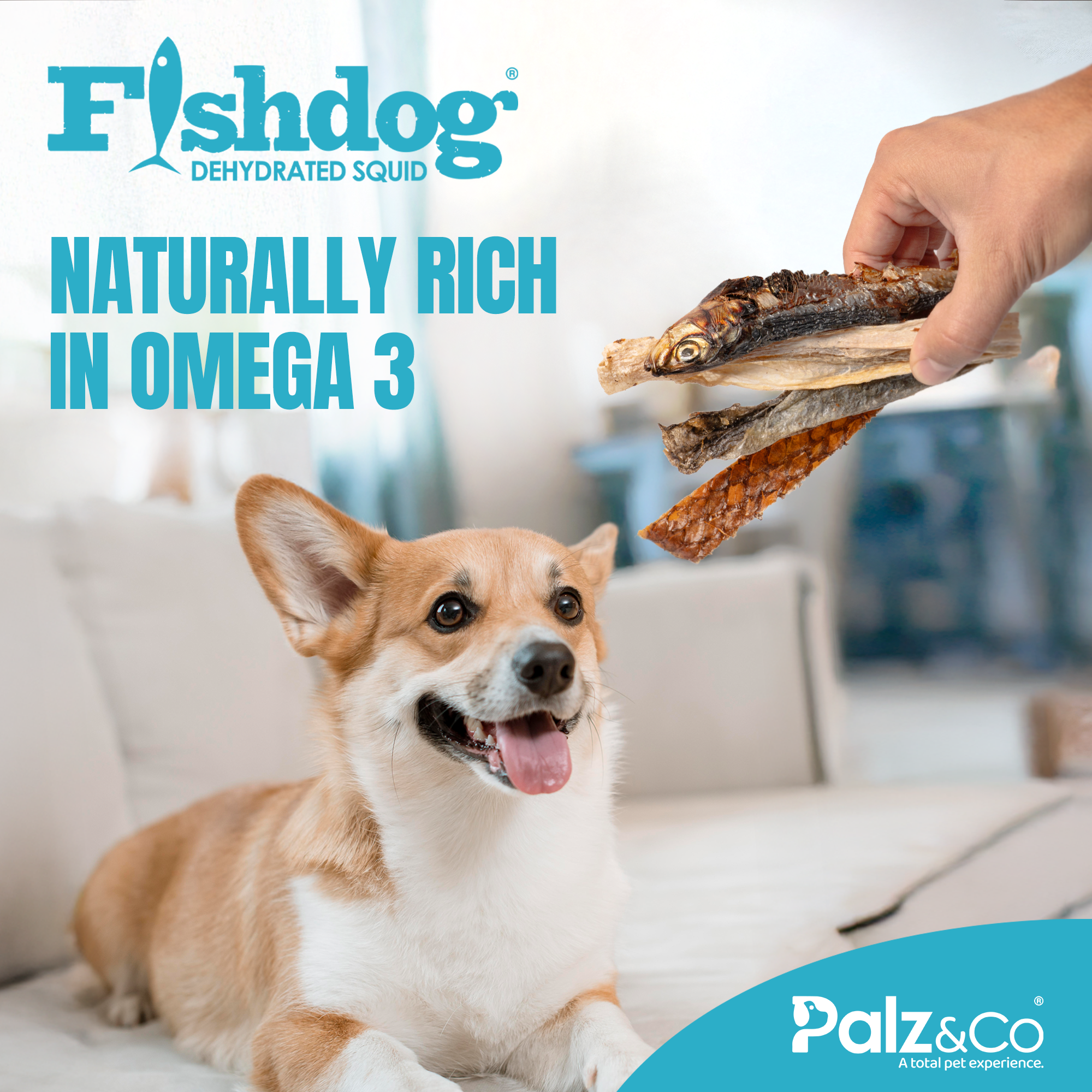 Dog with Fishdog dehydrated squid treats and text about omega 3 on a blurred indoor background