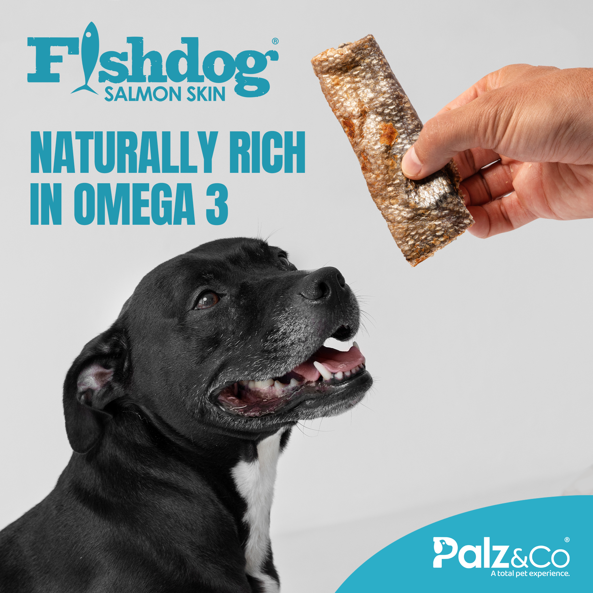 Dog looking at a salmon skin treat held by a hand, with 'Fishdog' branding and 'Naturally Rich in Omega 3' text.