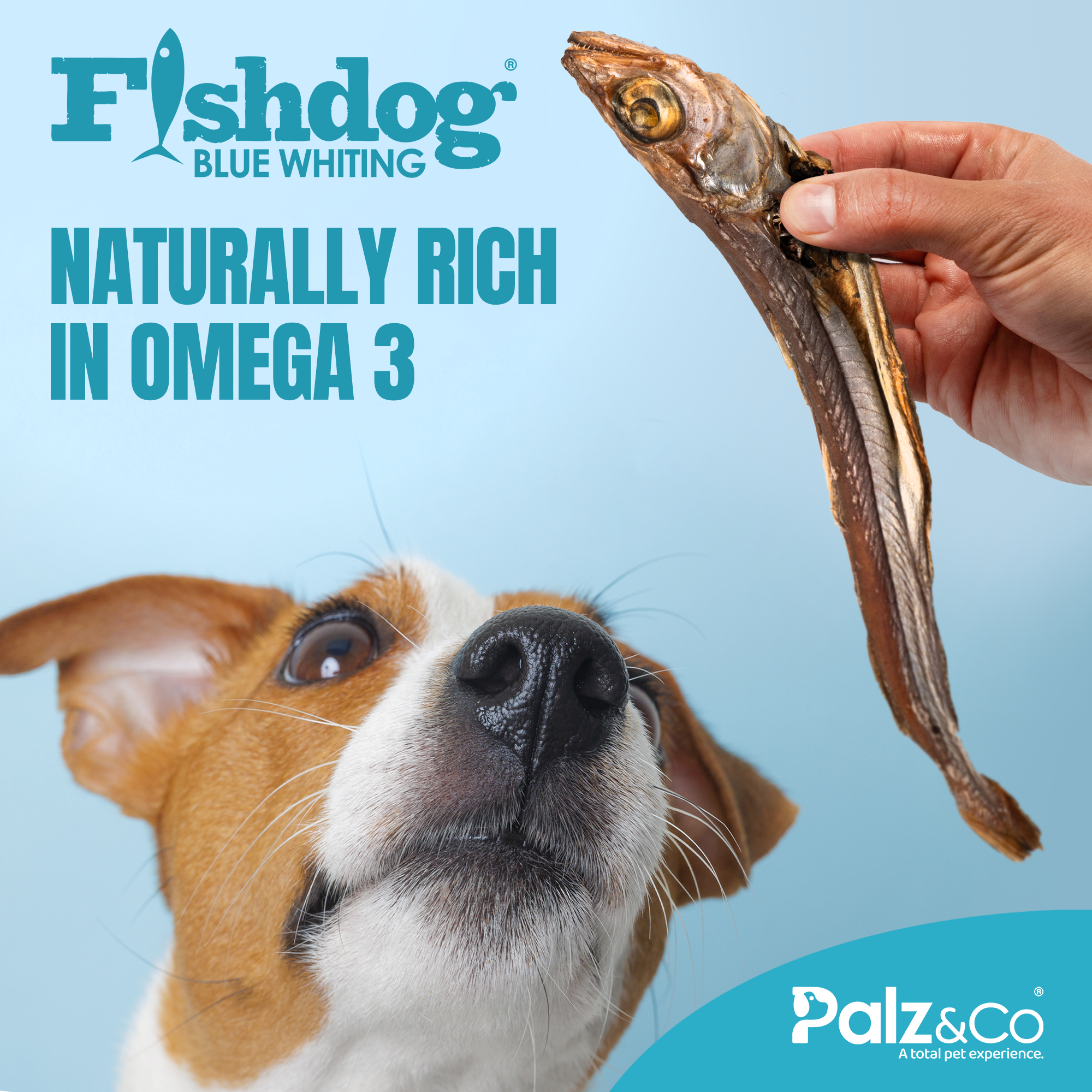 Fishdog Blue Whiting - 2.5 oz (70g)