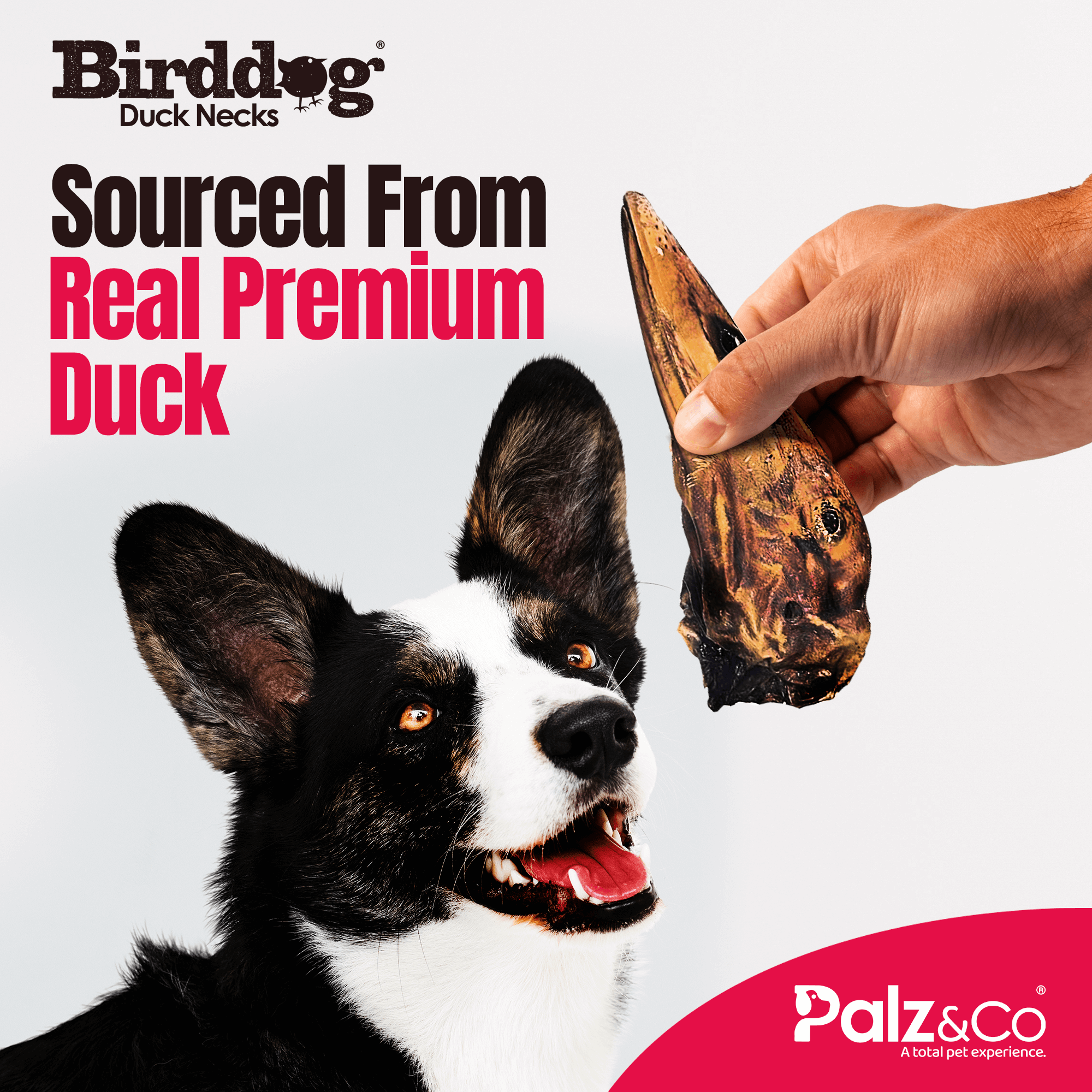 Birddog Duck Head 1-Pack