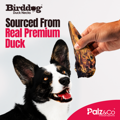 Birddog Duck Head - Pack of 1