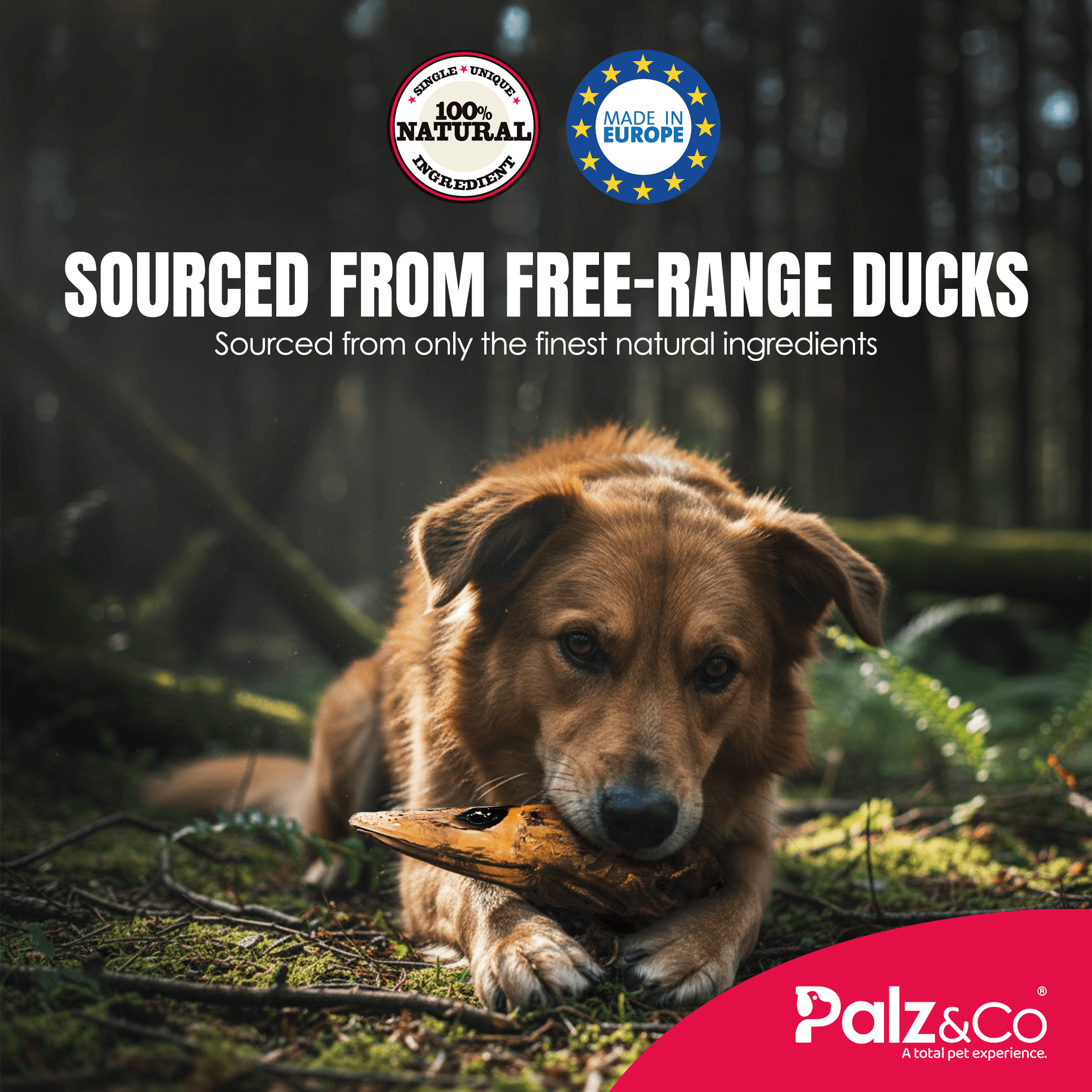 Birddog Duck Head 1-Pack