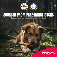 Birddog Duck Head - Pack of 1