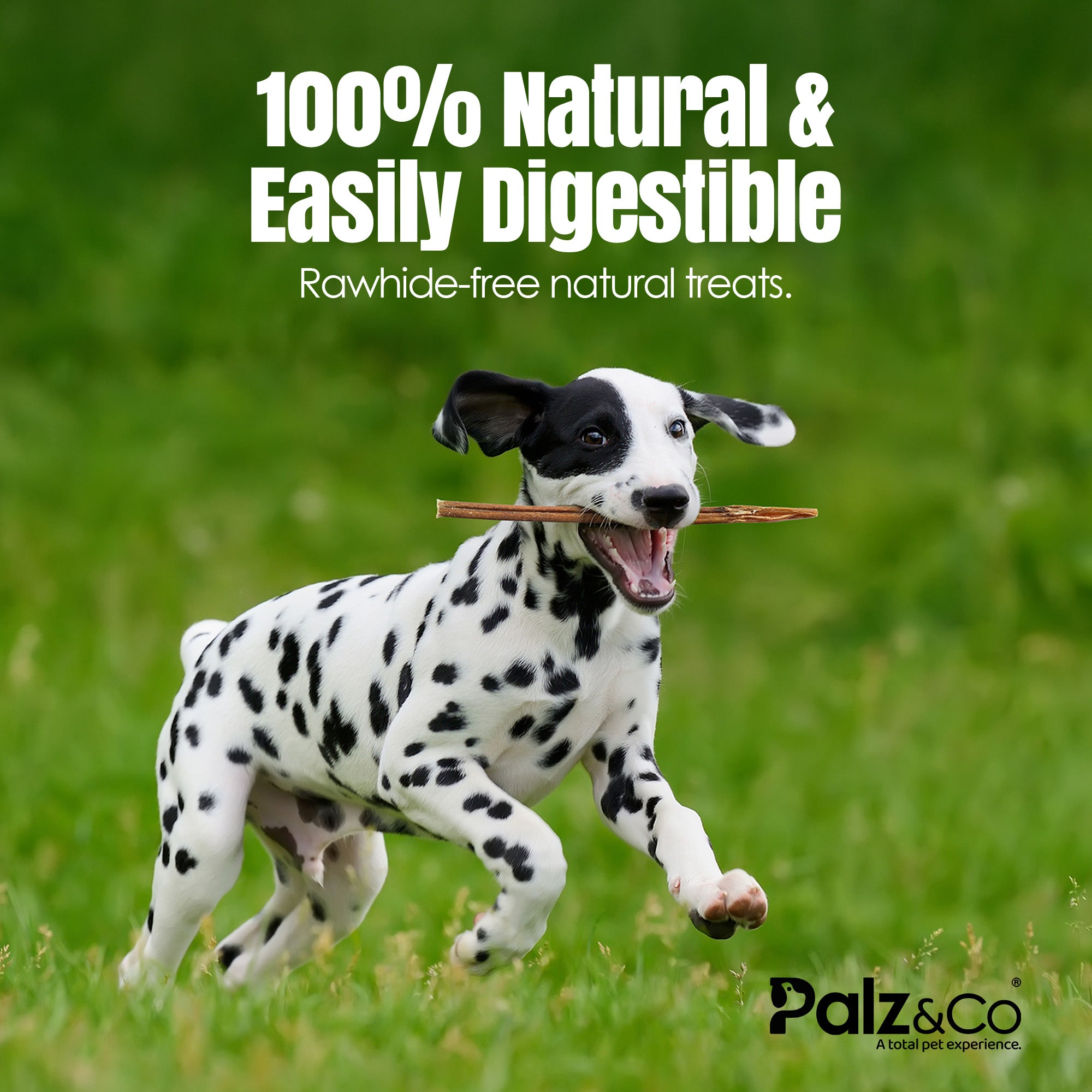 Moodog Beef Standard Bully Sticks 6" & 12" - Pack of 25