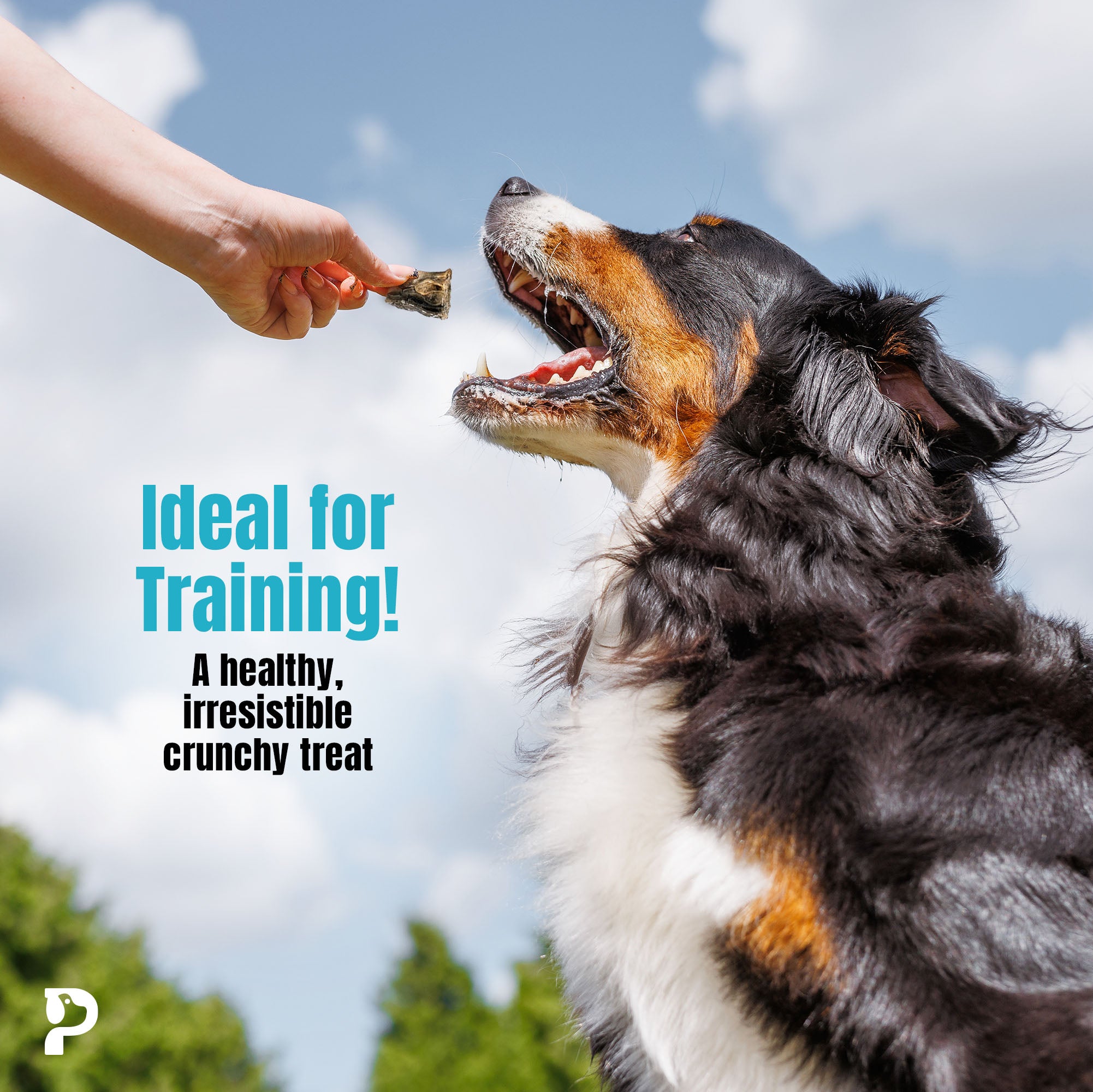 Dog eagerly taking a treat from a person's hand with text about treats being 'Ideal for Training'.