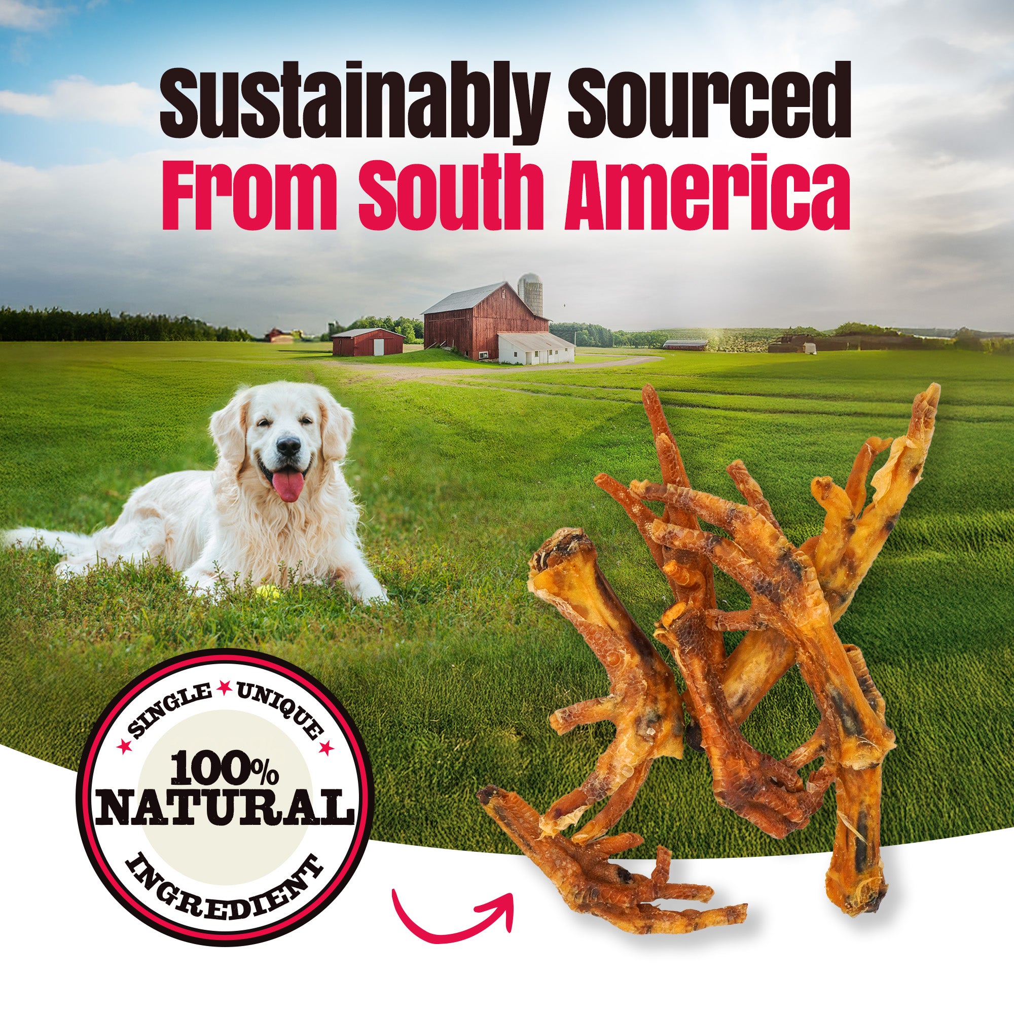 Birddog Chicken Feet (No Nails) - Pack of 60