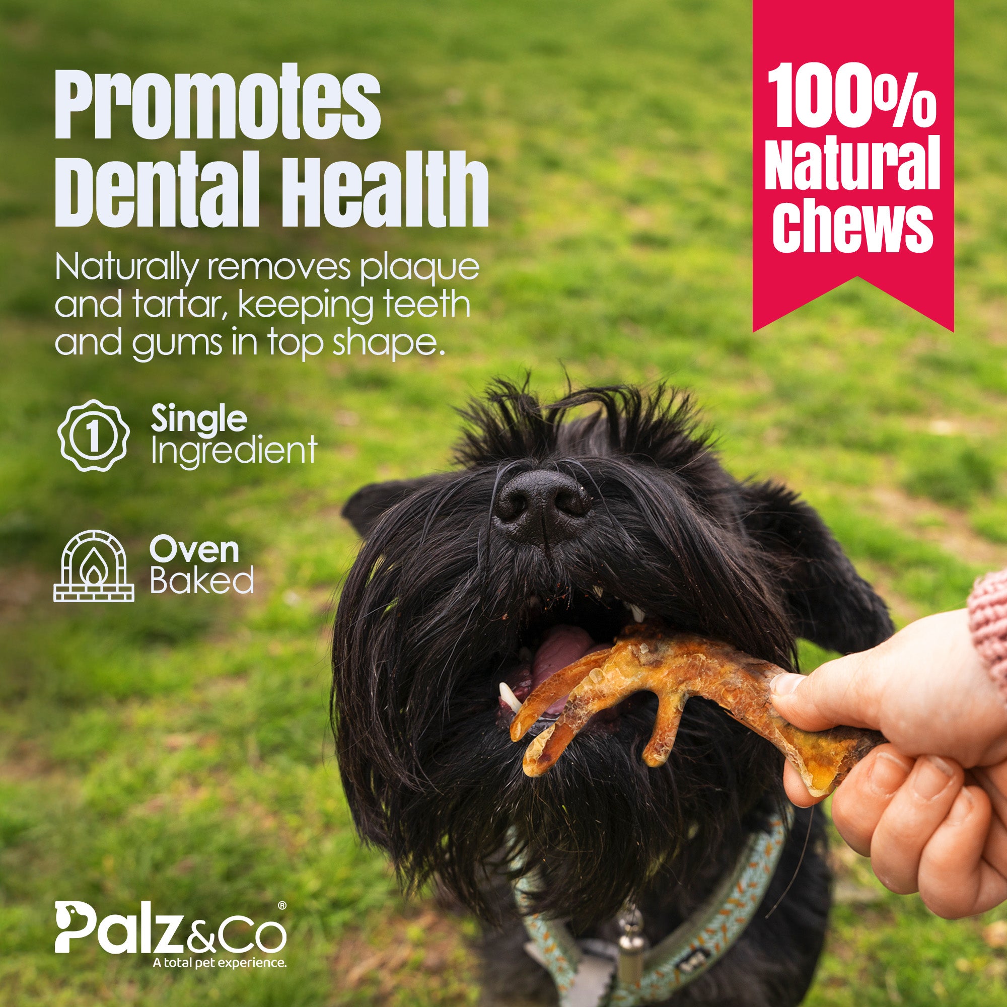 Birddog Chicken Feet (No Nails) - Pack of 60