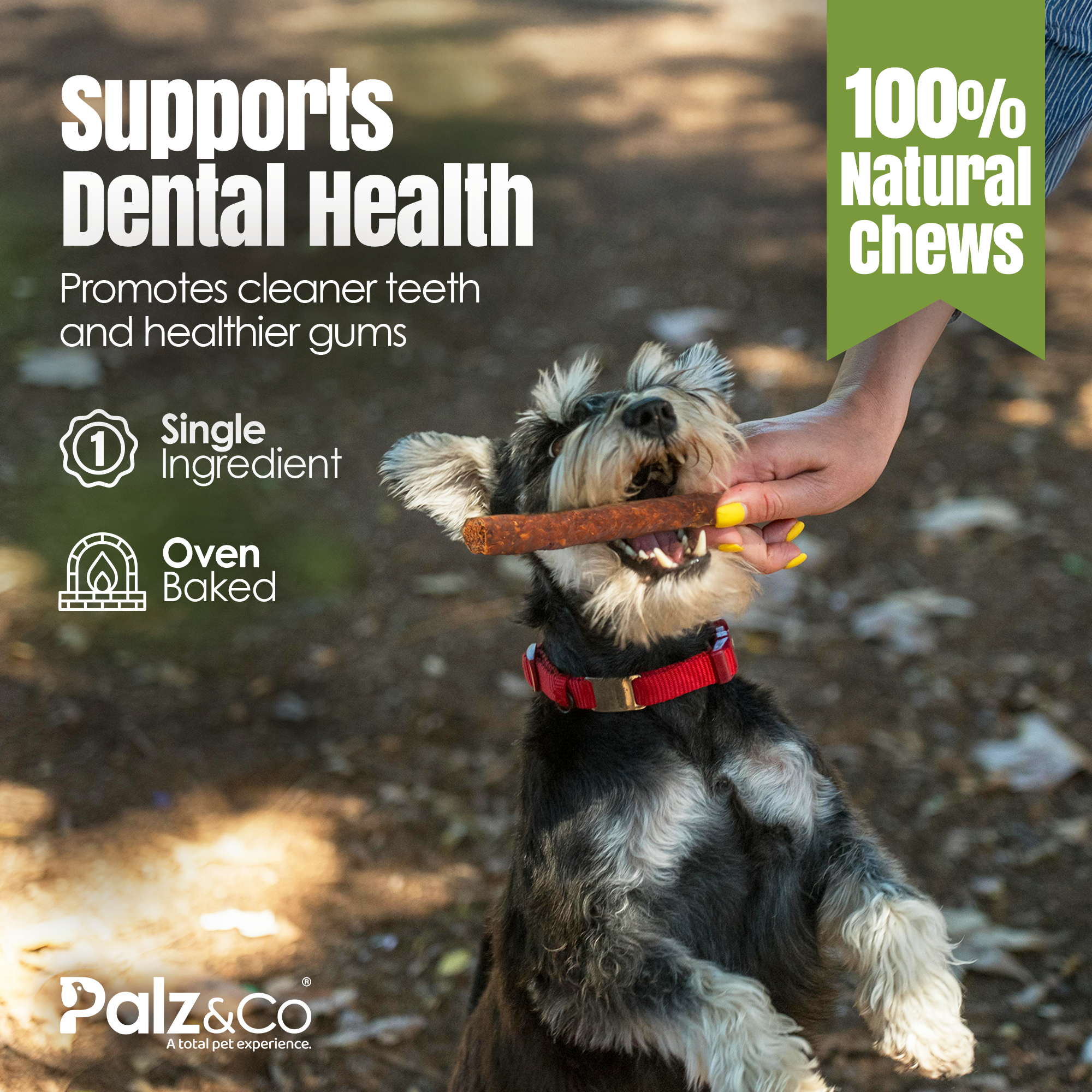 Dog chewing on a treat with text about dental health and natural chews, featuring the brand Palz & Co.