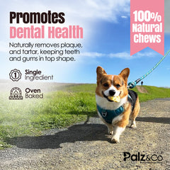 Hogdog Pork Snouts - Pack of 5