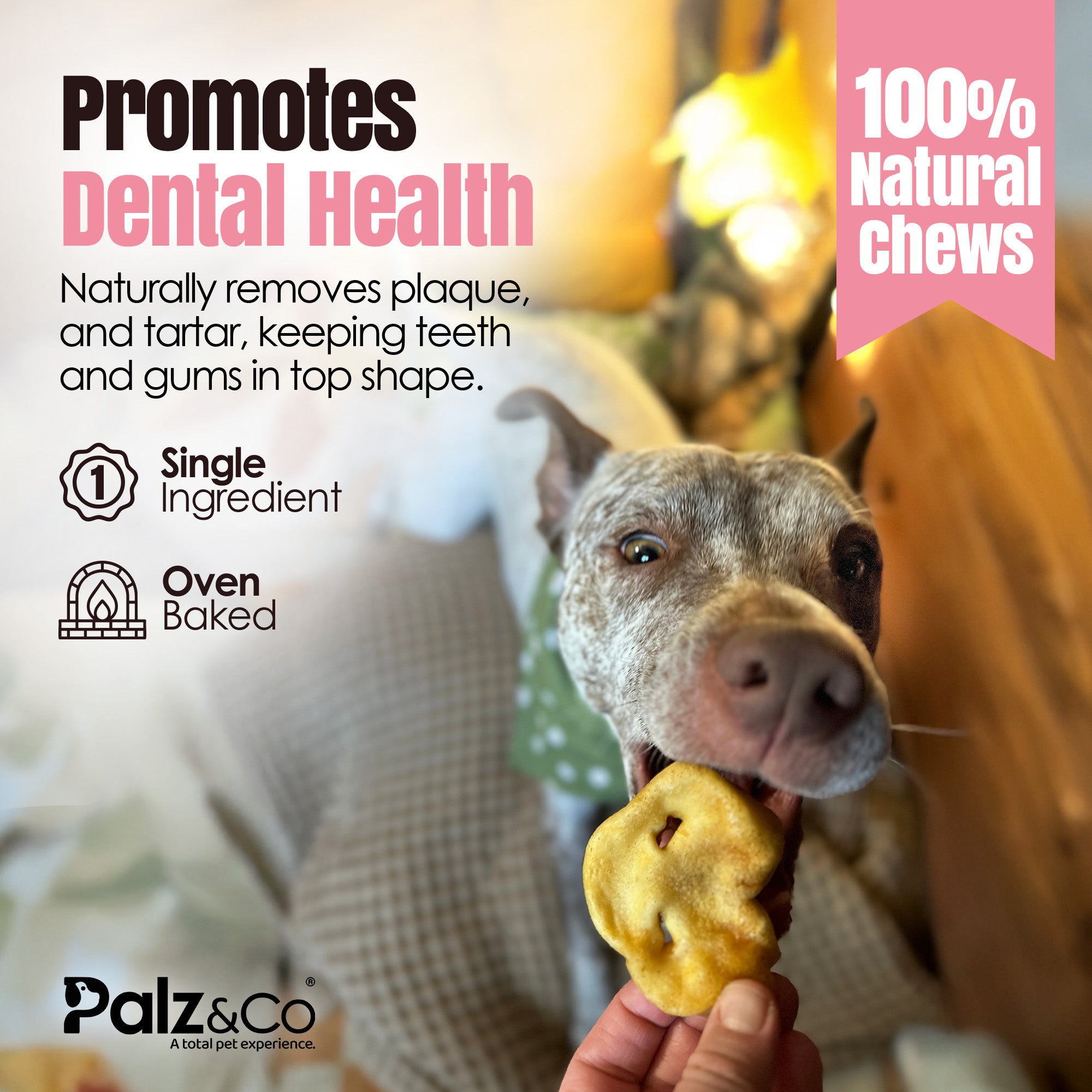 Hogdog Pork Snouts - Pack of 40