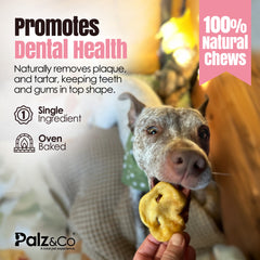 Hogdog Pork Snouts - Pack of 40